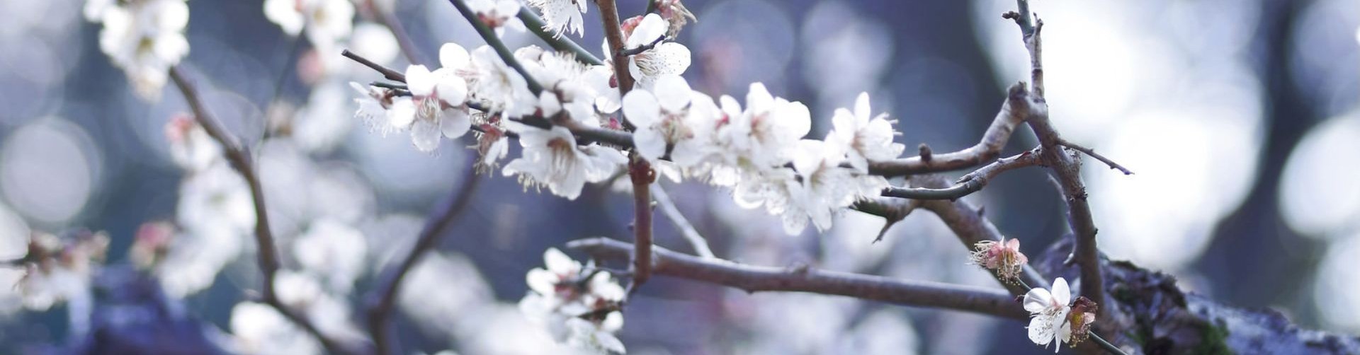 当事務所について