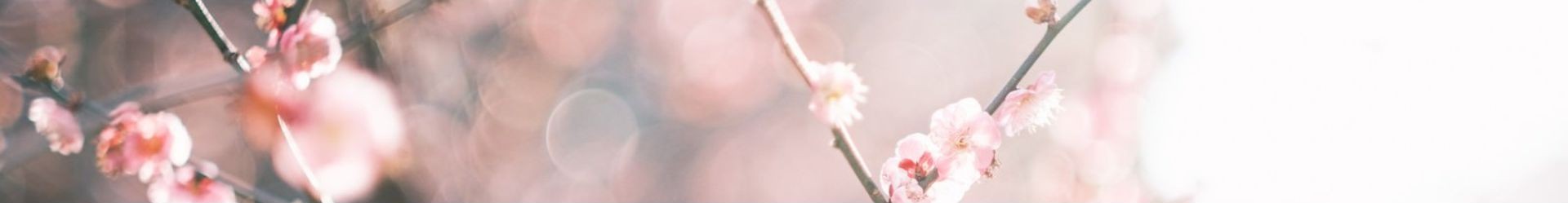 サービス・料金